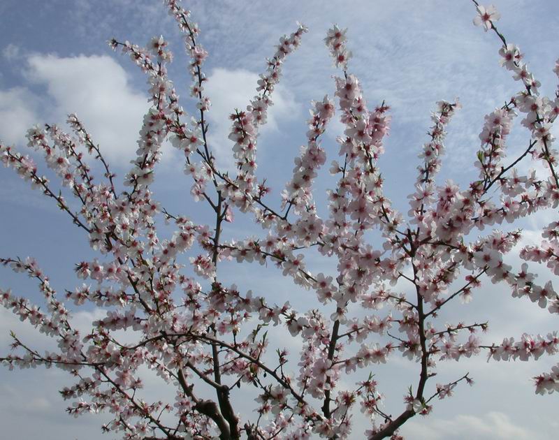 Prunus dulcis / Mandorlo